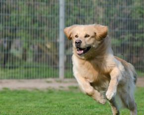 Dog Kennels UK